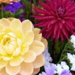 Plante bolbos para fazer os seus ramos de flores em casa!