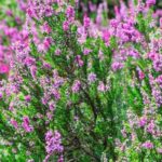 7 urzes de inverno persistentes para plantar como plantas de cobertura