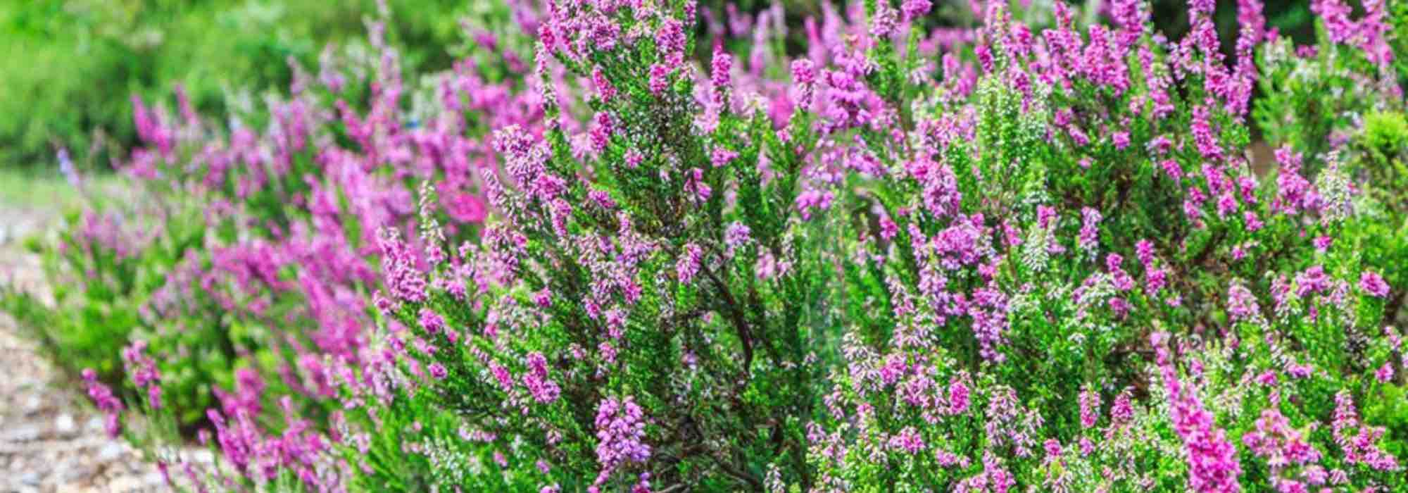 7 urzes de inverno persistentes para plantar como plantas de cobertura