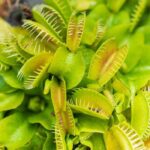 Tudo sobre o cultivo de plantas carnívoras
