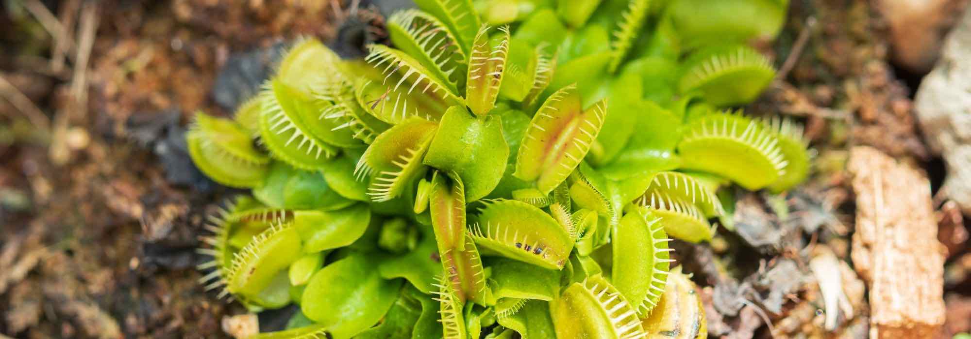 Tudo sobre o cultivo de plantas carnívoras