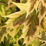 7 bordos com folhagem variegada