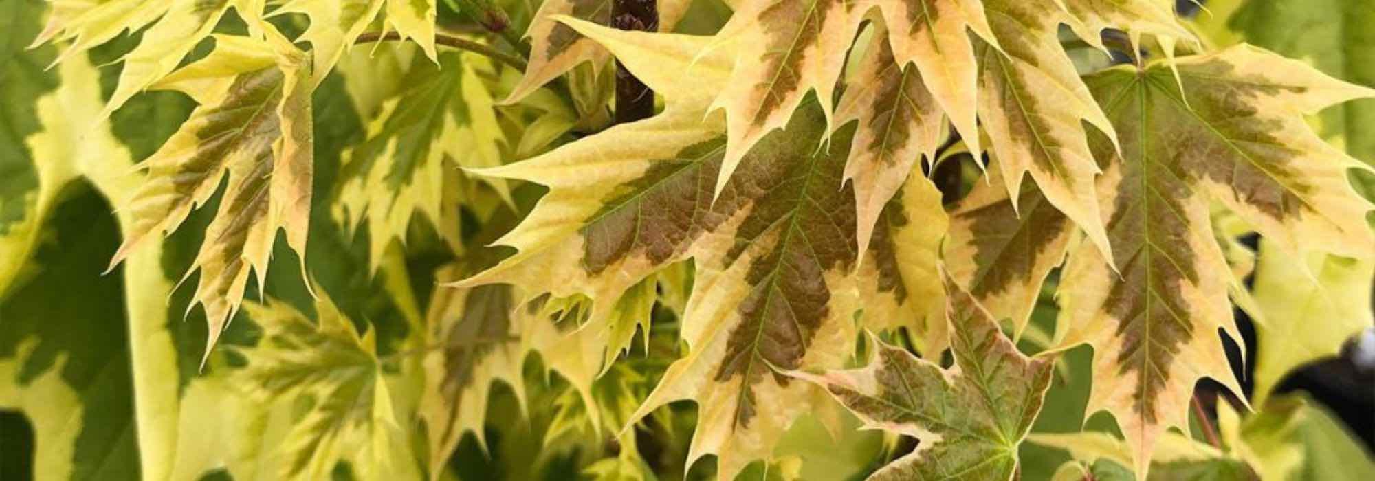 7 bordos com folhagem variegada