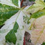5 bordos para um jardim pequeno