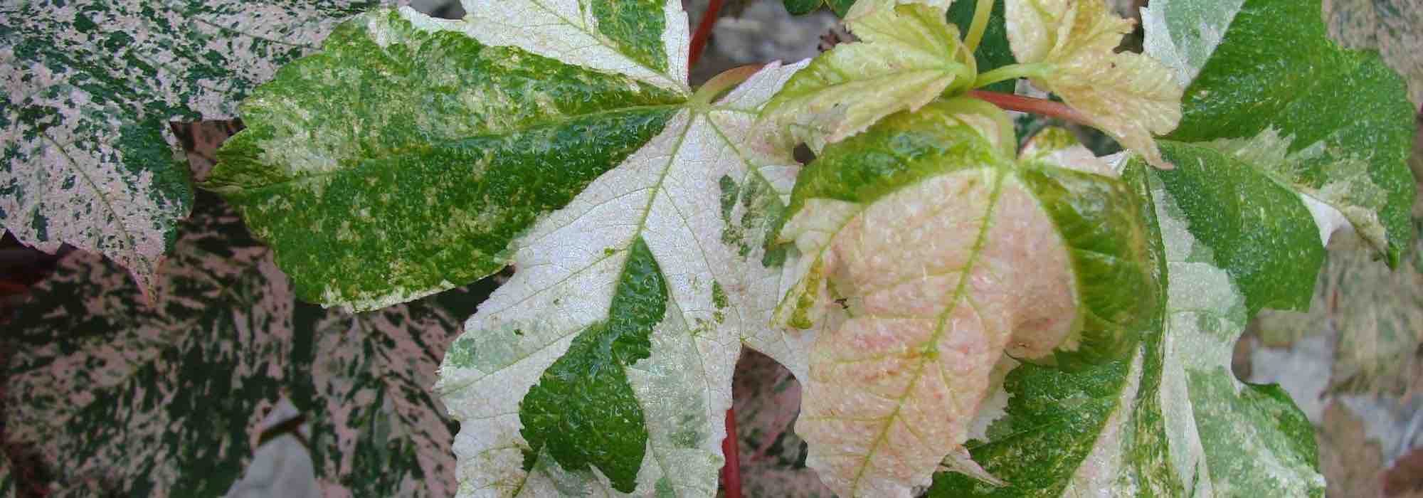 5 bordos para um jardim pequeno