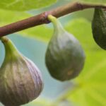 6 figueiras para a metade sul de França