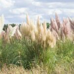 Erva-das-pampas invasora: como limitar a sua propagação ou eliminá-la?
