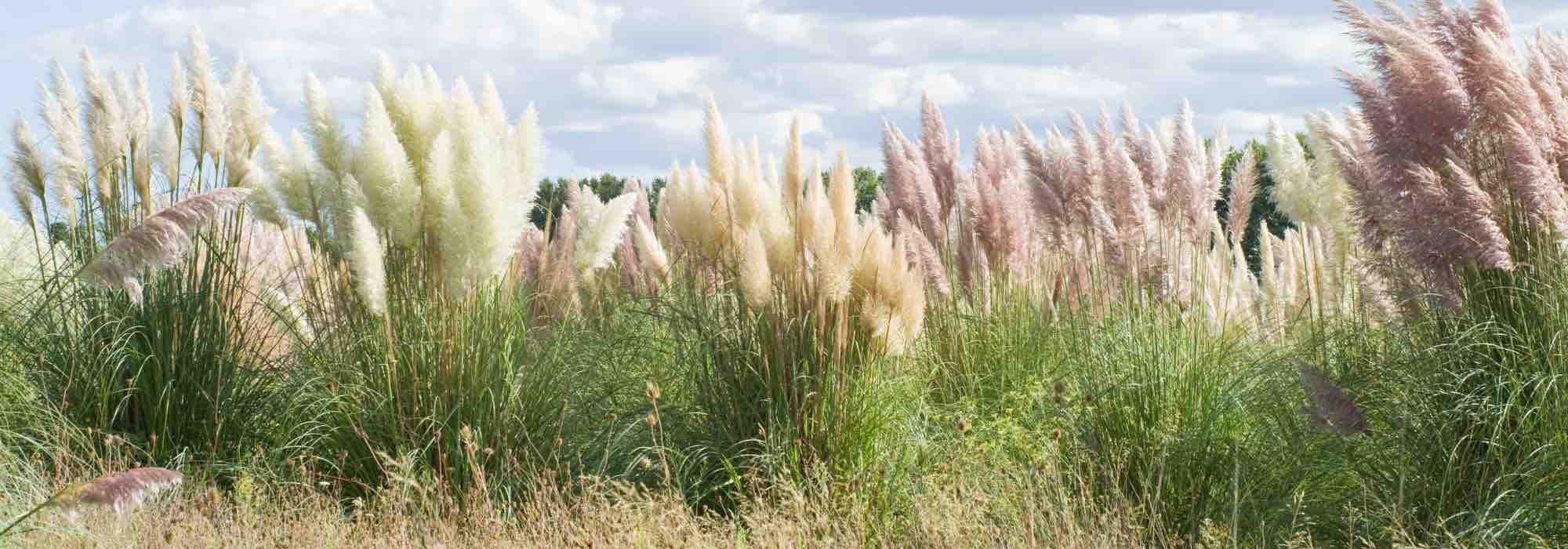 Erva-das-pampas invasora: como limitar a sua propagação ou eliminá-la?