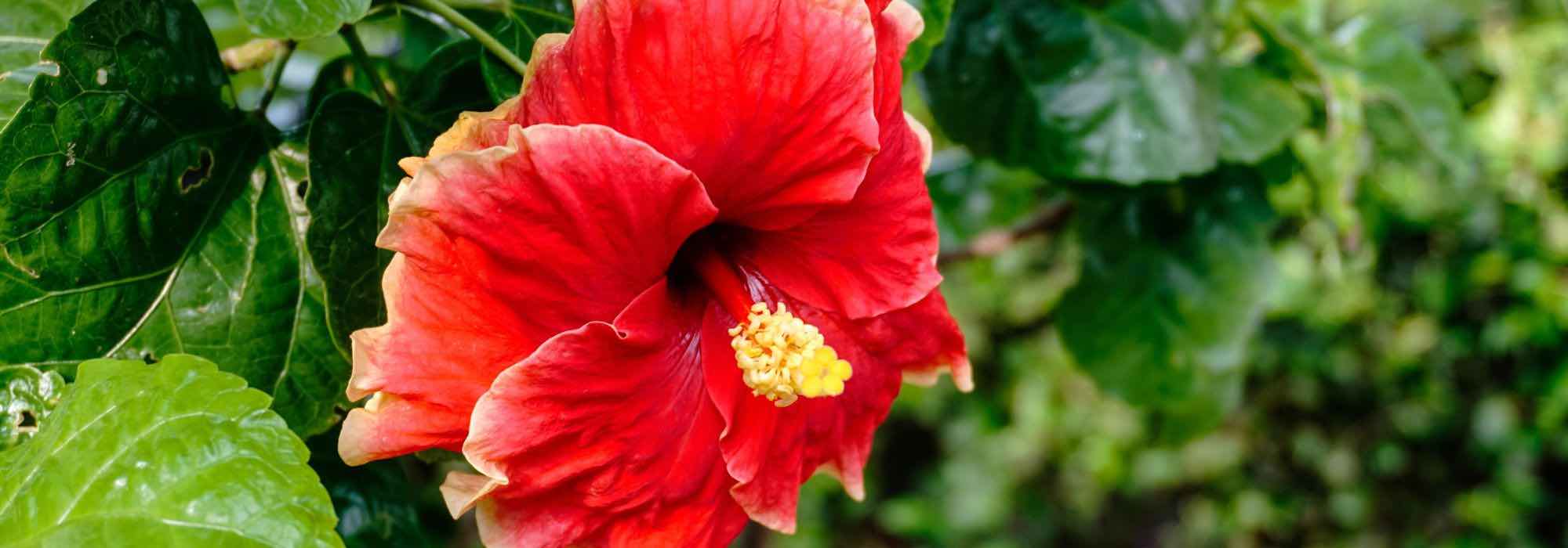 Cultivar o hibisco de interior