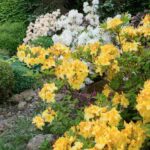Como ter um jardim florido e atraente no final da primavera?