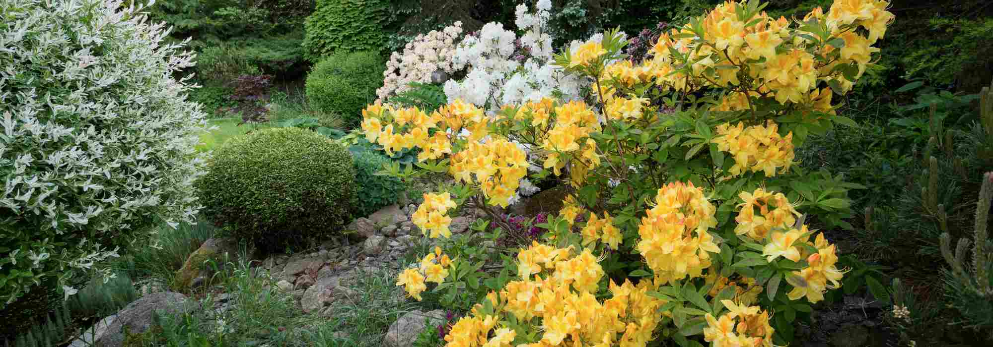 Como ter um jardim florido e atraente no final da primavera?