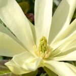 7 magnólias de floração perfumada