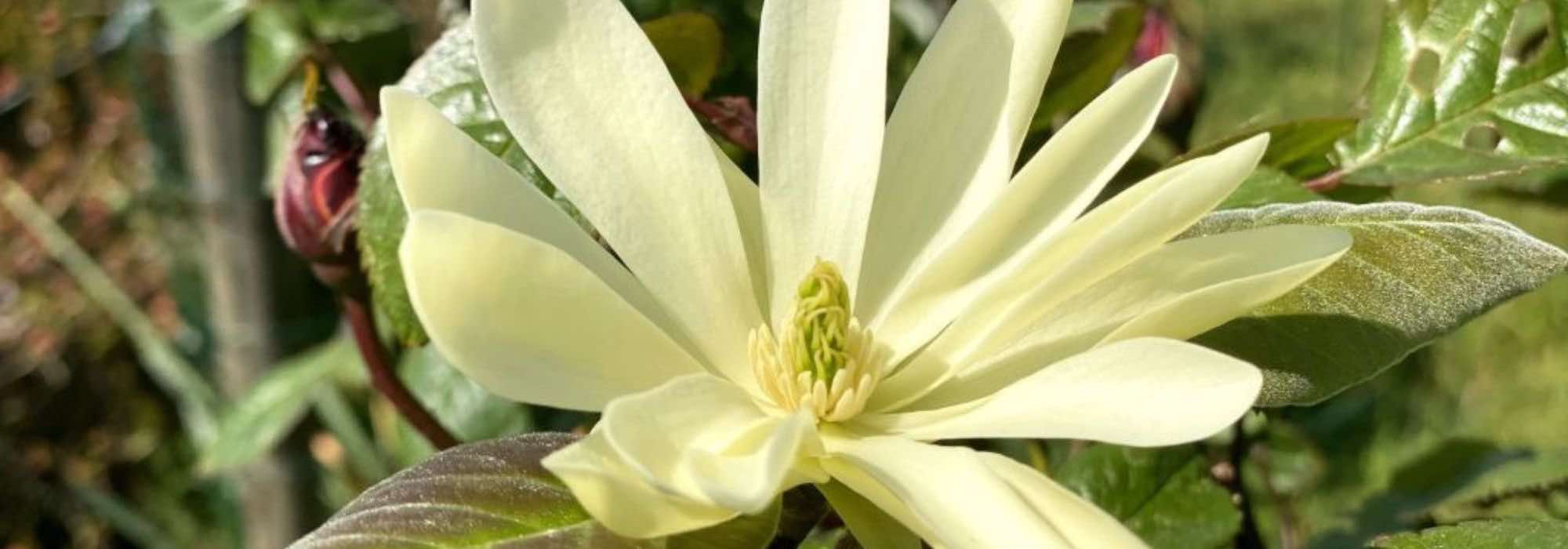 7 magnólias de floração perfumada