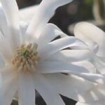 7 magnólias para jardins pequenos