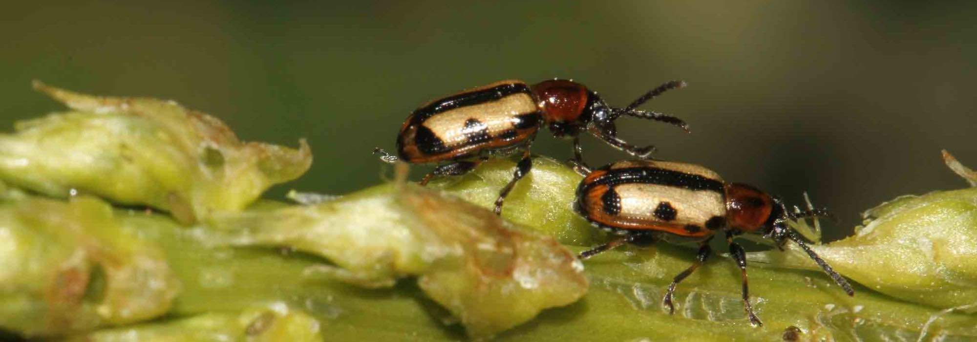 Doenças e pragas dos espargos