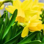 Porque é que os meus narcisos não florescem?