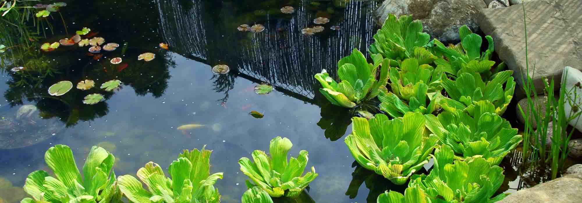 Fazer a manutenção de um lago de jardim no inverno