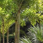 7 palmeiras XXL para jardins grandes