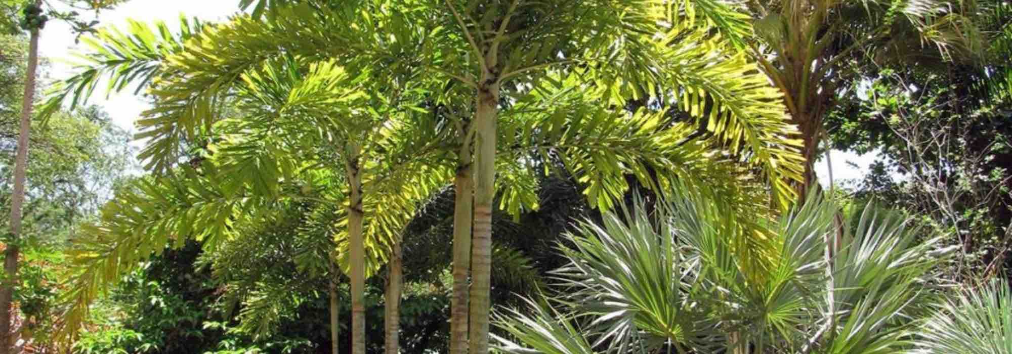 7 palmeiras XXL para jardins grandes