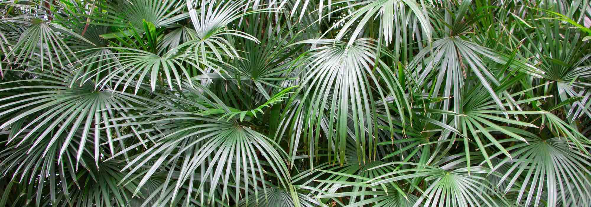 7 palmeiras-anãs para terraço, varanda ou jardim pequeno