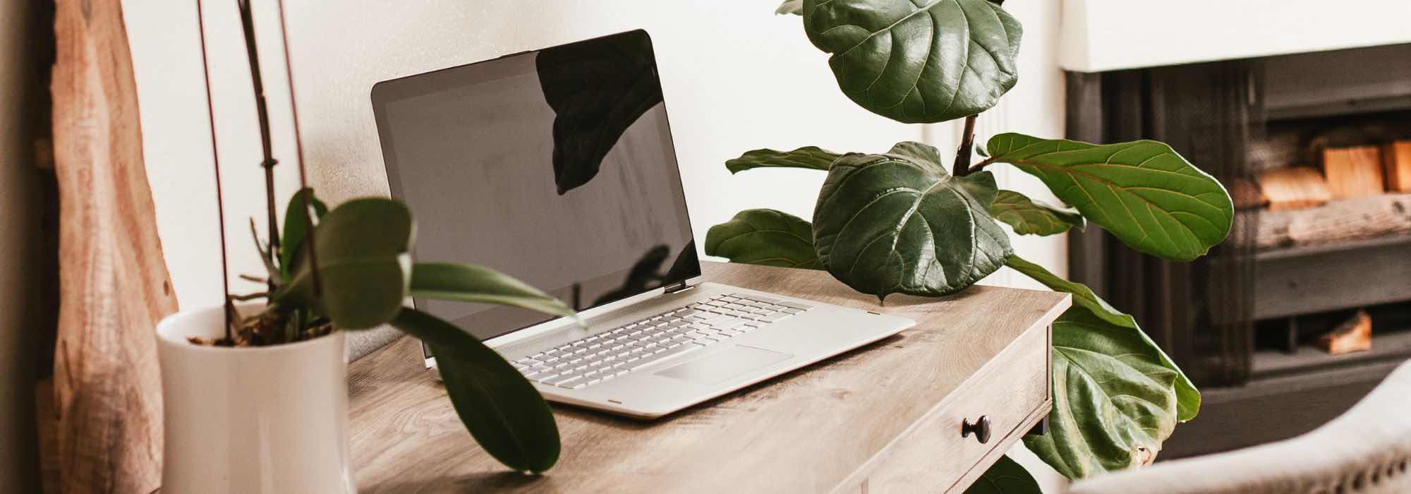 As plantas de interior ideais para o seu escritório