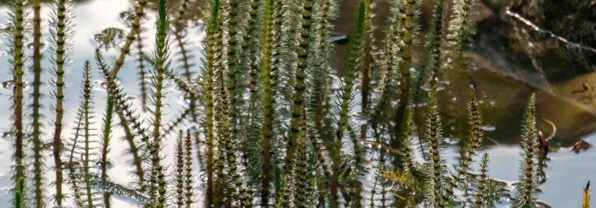 As plantas aquáticas mais rústicas