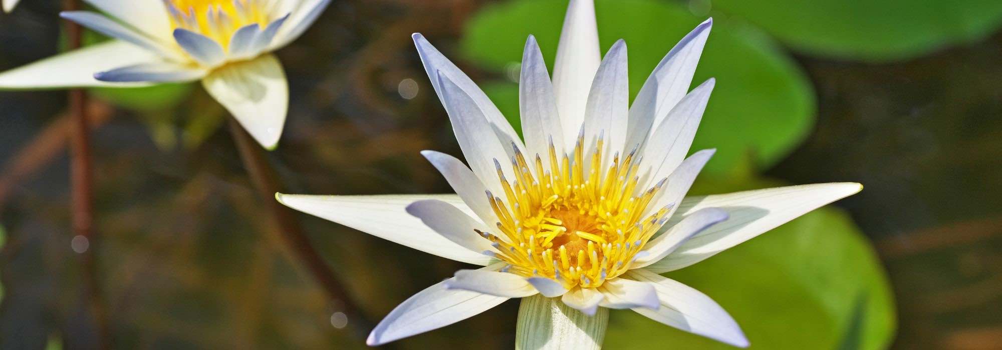 5 plantas aquáticas para clima ameno