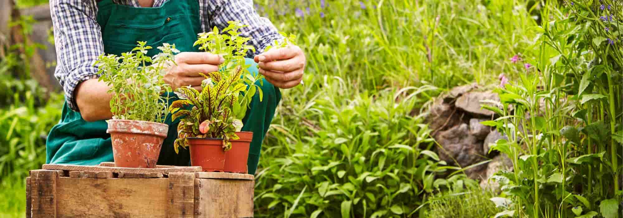As plantas nativar: o que são?