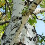 Em foco: as plantas pioneiras, valiosas para a biodiversidade