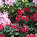 7 rododendros anões para jardins pequenos e vasos