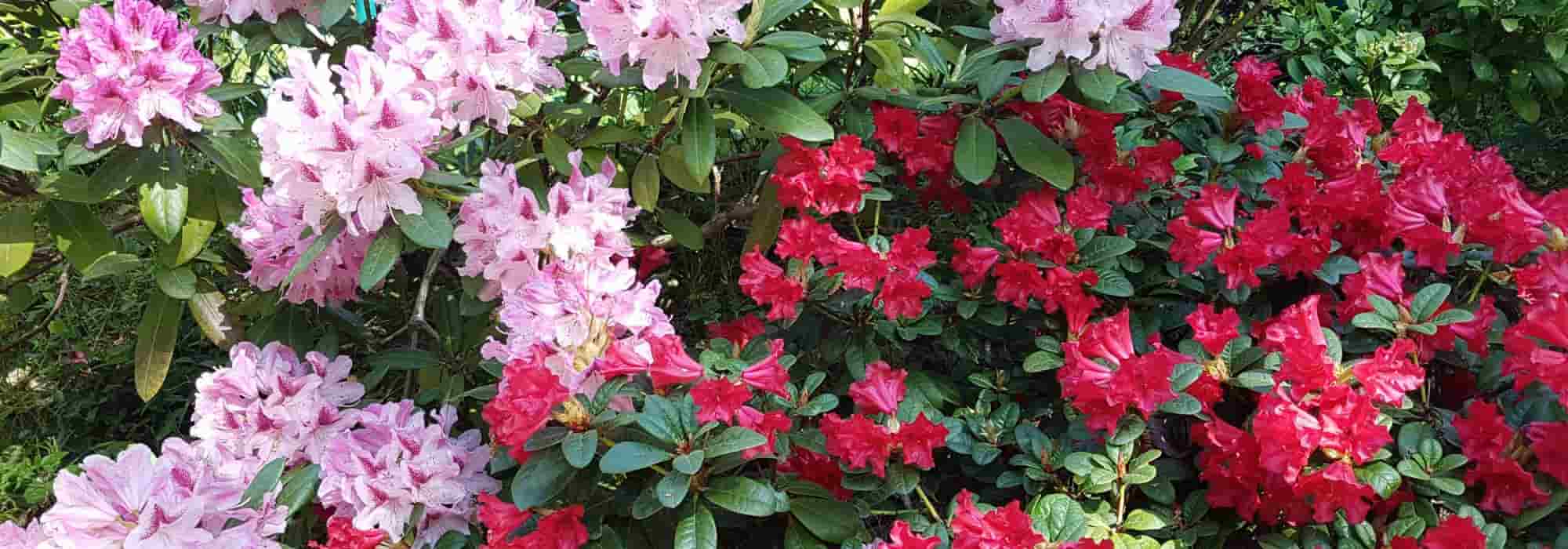 7 rododendros anões para jardins pequenos e vasos