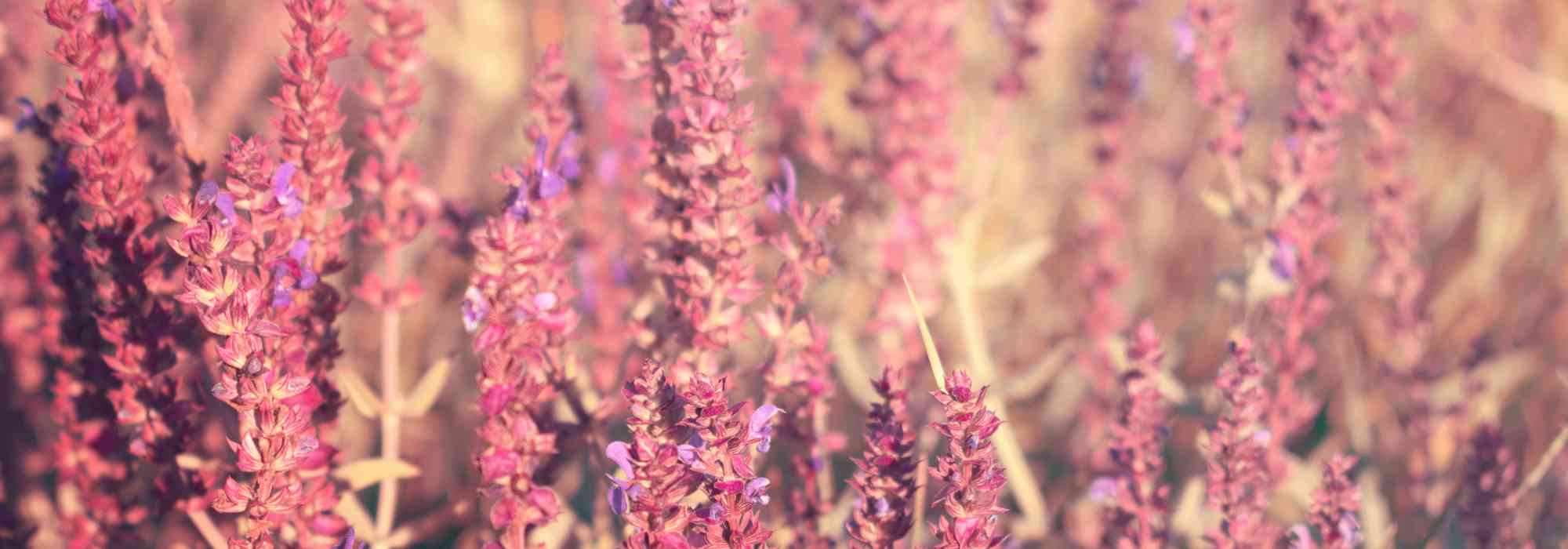 7 sálvias de flores cor-de-rosa