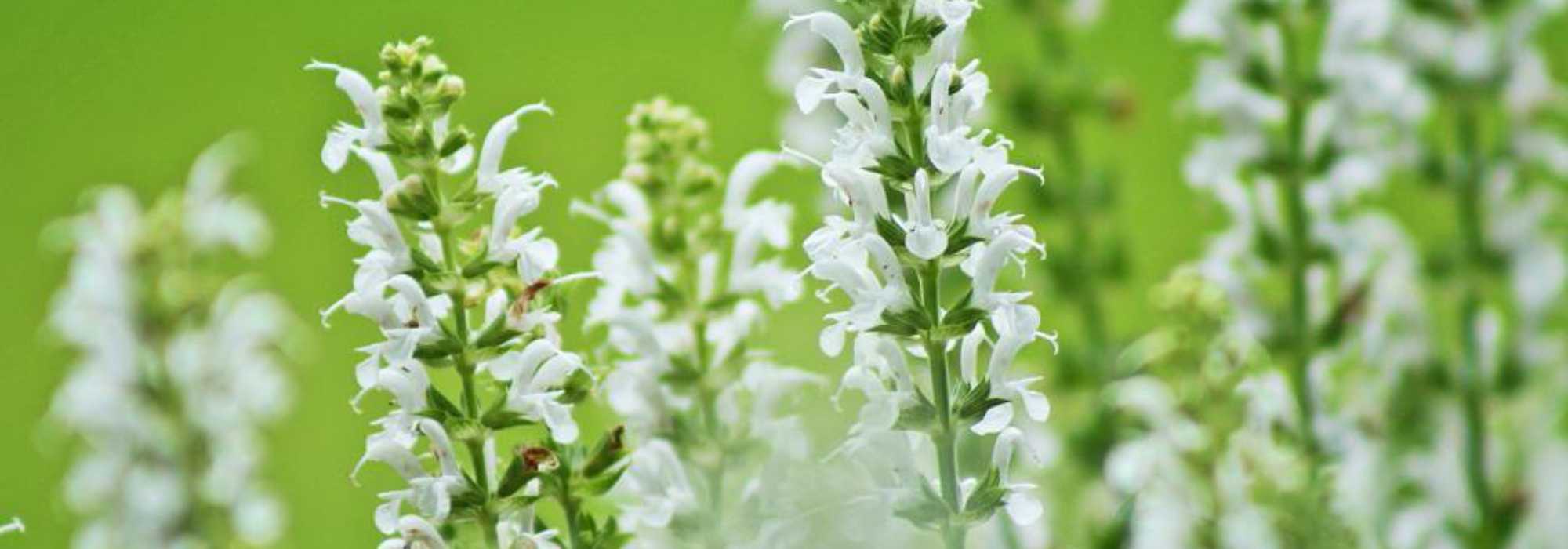 7 sálvias de floração branca