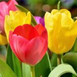 Porque é que as minhas tulipas não florescem?
