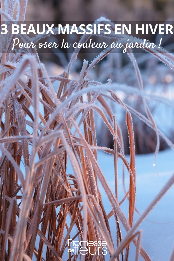 gramínea, plano de canteiro, jardim de inverno