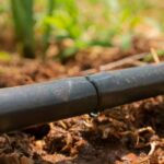 Rega gota-a-gota: será mesmo a panaceia?