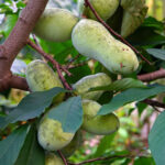Como colher e conservar os frutos da asimina?