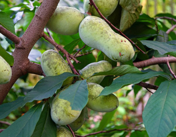 Como colher e conservar os frutos da asimina?