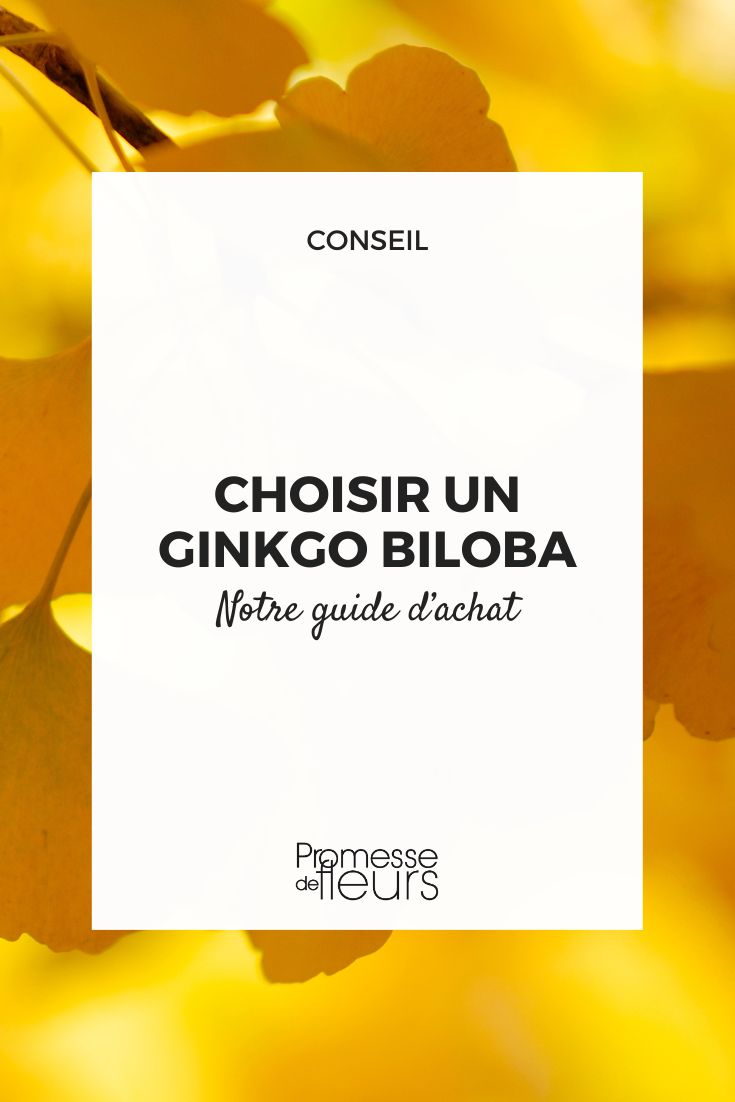 ginkgo