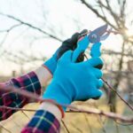 Como utilizar corretamente a sua tesoura de poda?