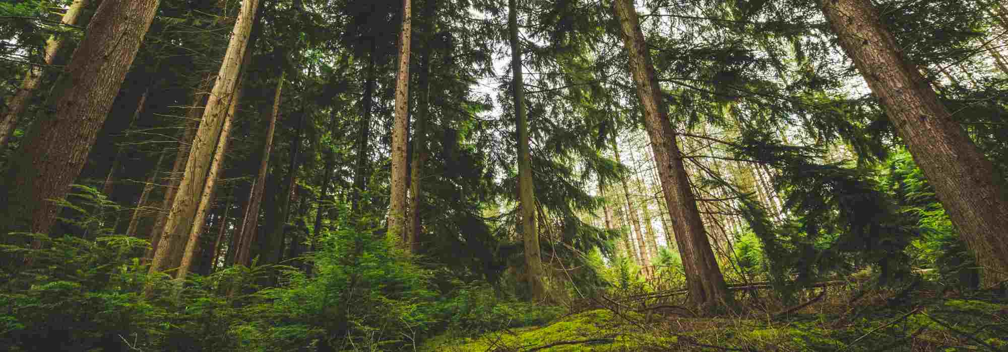 A comunicação nas plantas: como funciona?