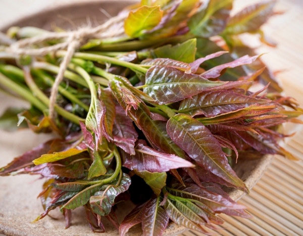 Como cozinhar as folhas da «árvore-da-salada» Toona sinensis?