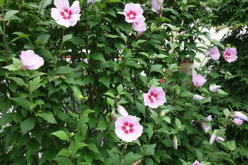 Como criar uma sebe de hibiscos?
