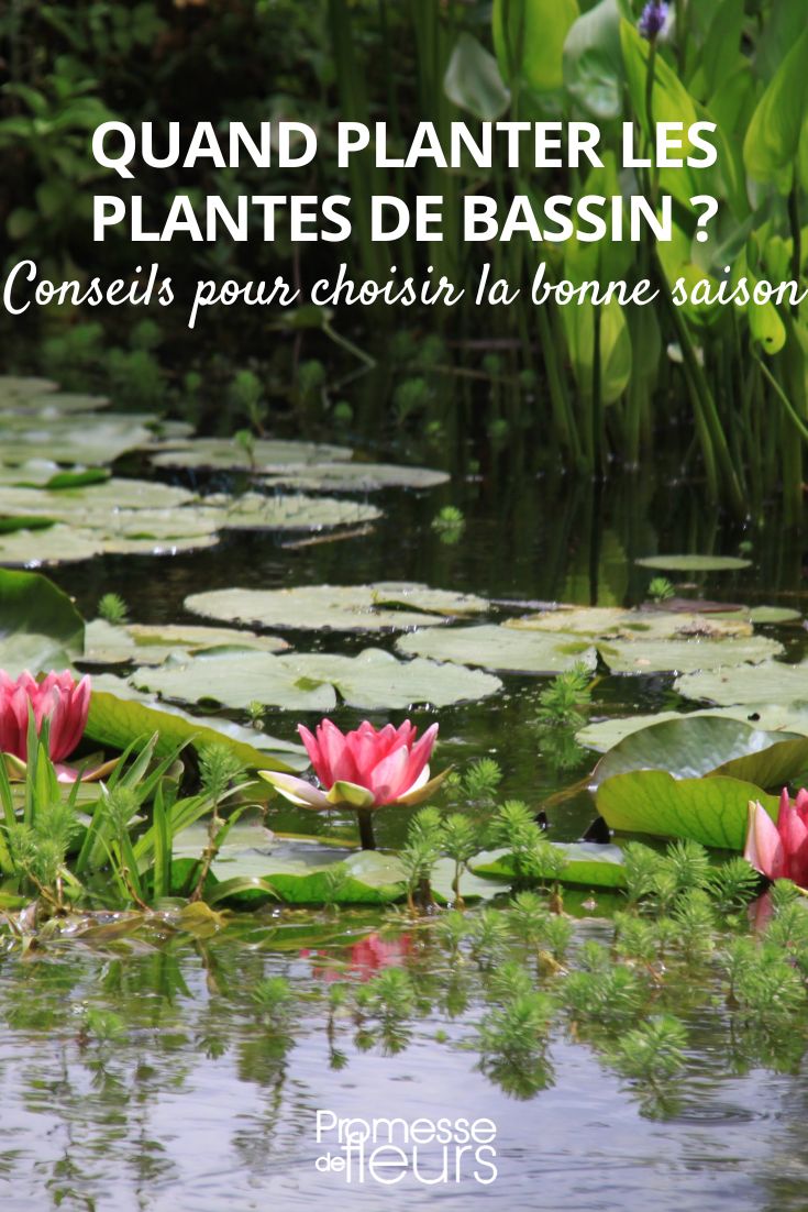 plantas aquáticas