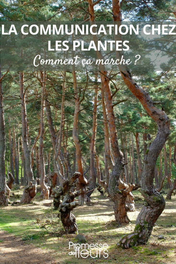 Comunicação das plantas: mecanismos e interações