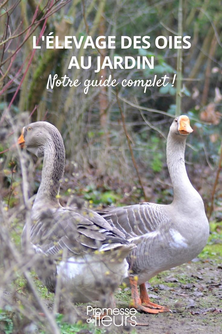 Criar um ganso no jardim