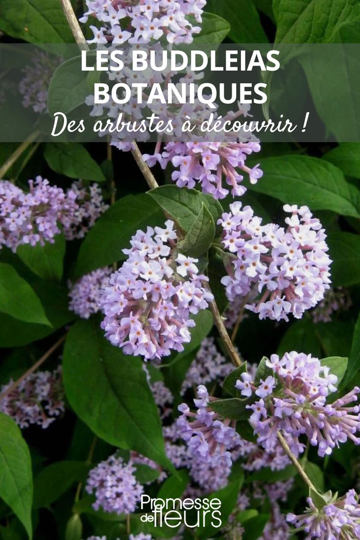 budleia-delavayi