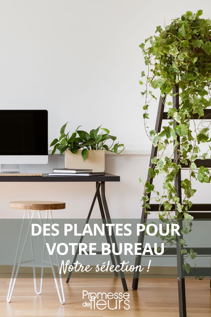 plantas de interior para escritório