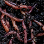 Vermicompostagem: 5 erros a evitar para obter um composto bem-sucedido