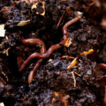 O vermicomposto: um adubo natural e ecológico para as suas plantas